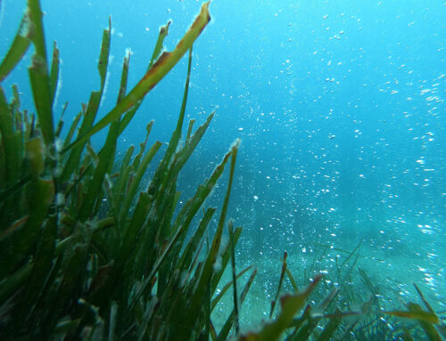Ocean acidification accelerates Nitrogen cycling on seagrass leaves